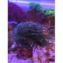 Euphyllia glabrescens ( 2 mordki)